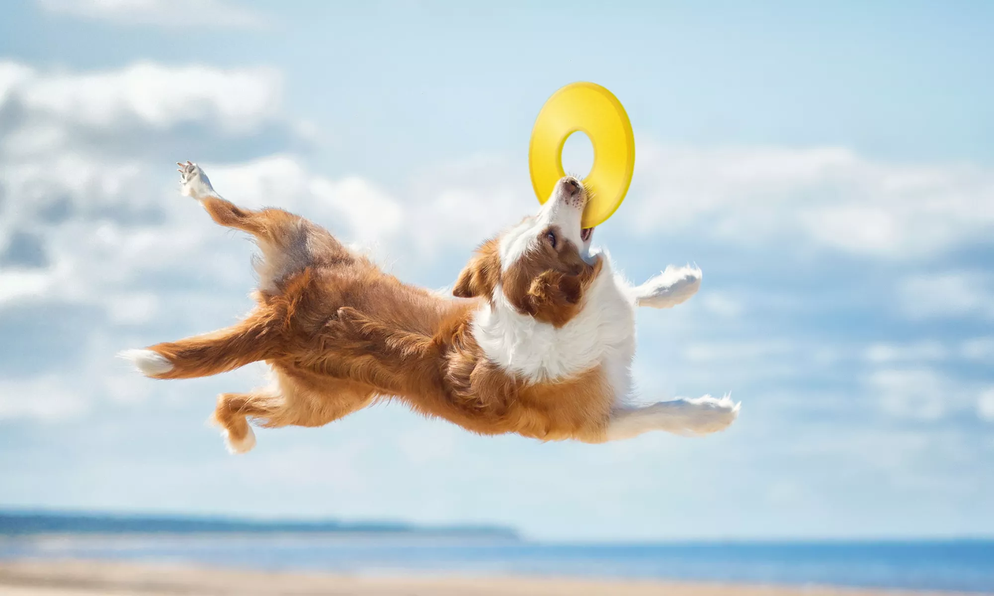 Hund mit Frisbee